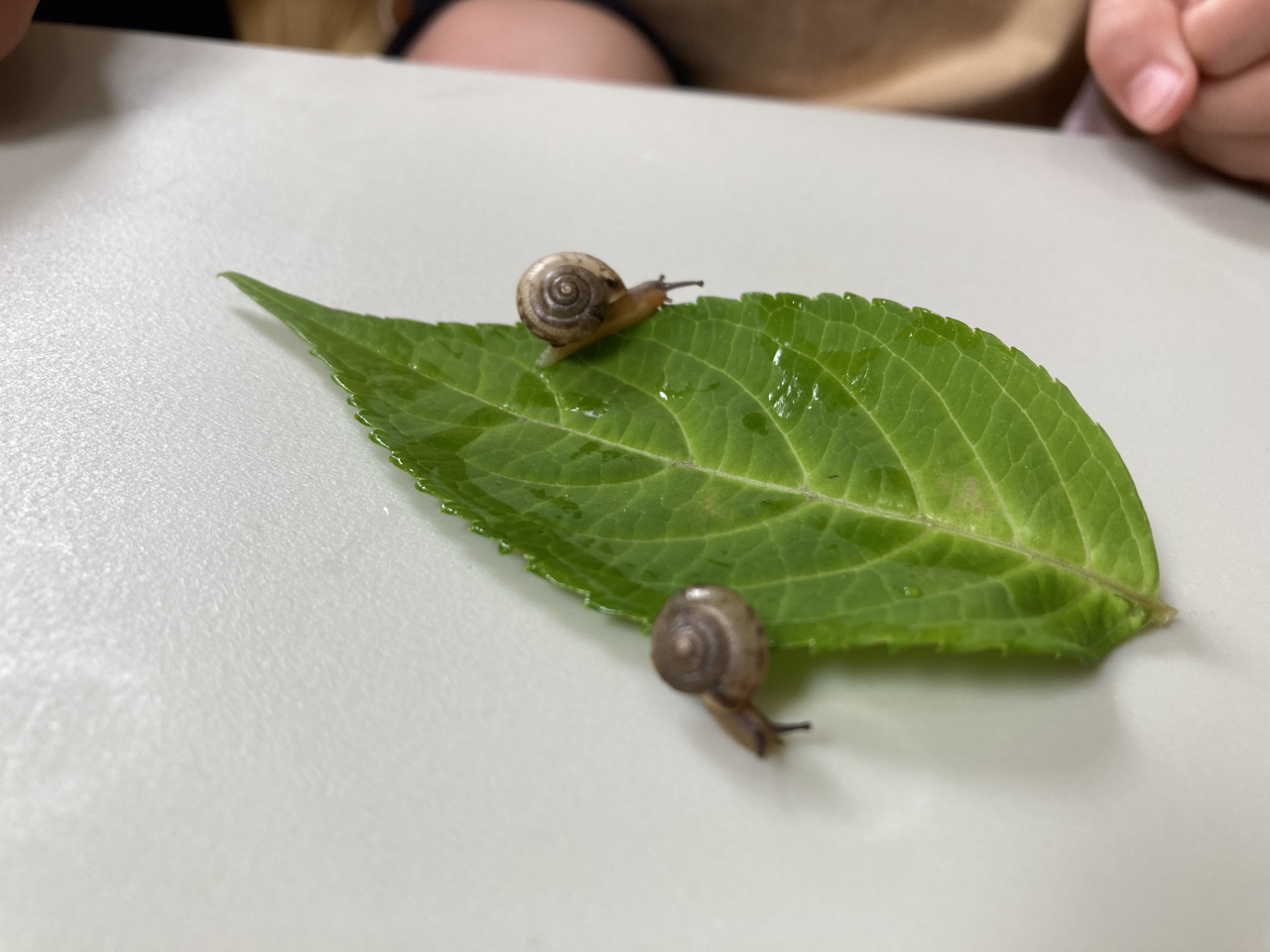 かたつむりをさがして・・・