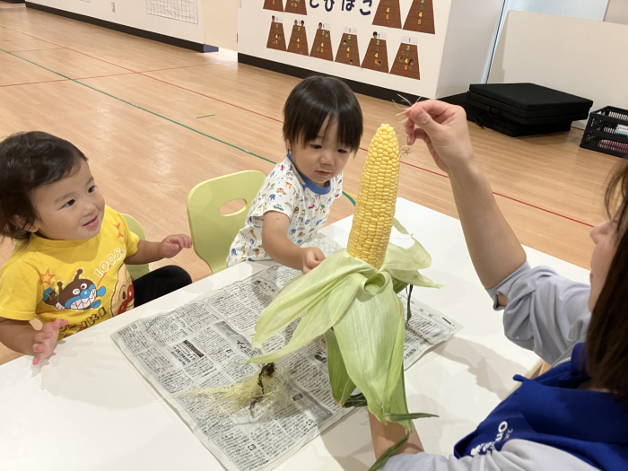 食育「とうもろこし」